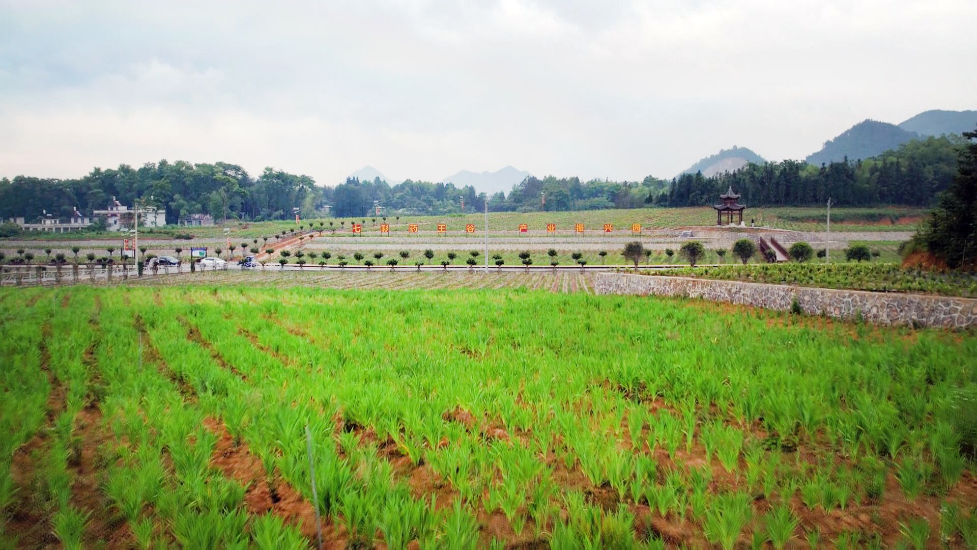 湖北聚草康七彩药王谷