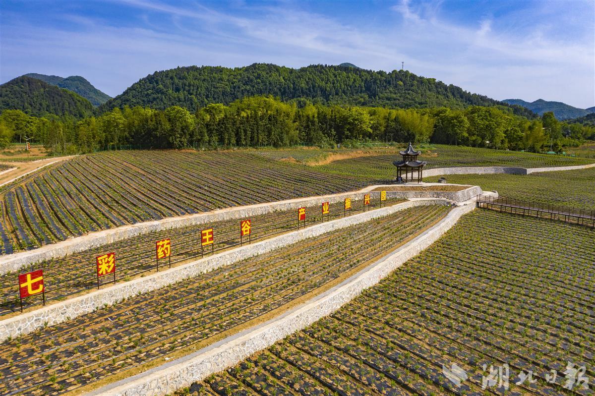 湖北聚草康,七彩药王谷